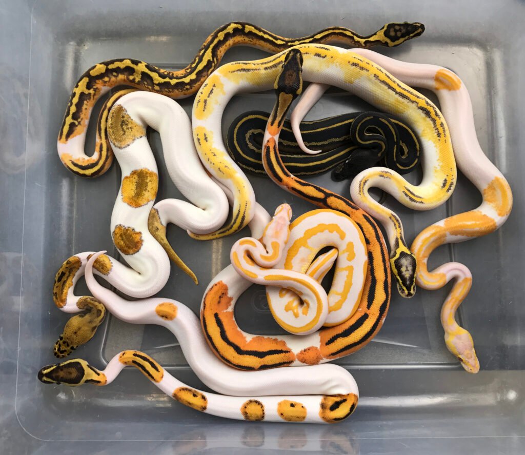 python misconceptions, reptile snake breeders ball python morphs arizona desert phoenix prescott snakes pythons reptiles breeding morph morphing USARK gold member clown ghost sunset zebra invest investment quality premium animals care support customer service sculpted exotics sculptedexotics owners partners stakeholders company, ball morphs, morphs, ball python morphs, ball pythons
