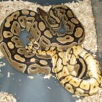ball python breeding, ball python, ball pythons, buy ball python, ball python for sale, morphs, projects, buy a python