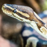 ball python investing, ball python trading, ball python, ball pythons