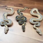 Ball Python Breeding, ball python, ball pythons, snake, snakes, snake breeding, ball python breeder, premium ball python breeder, ball python sales, buy ball pythons