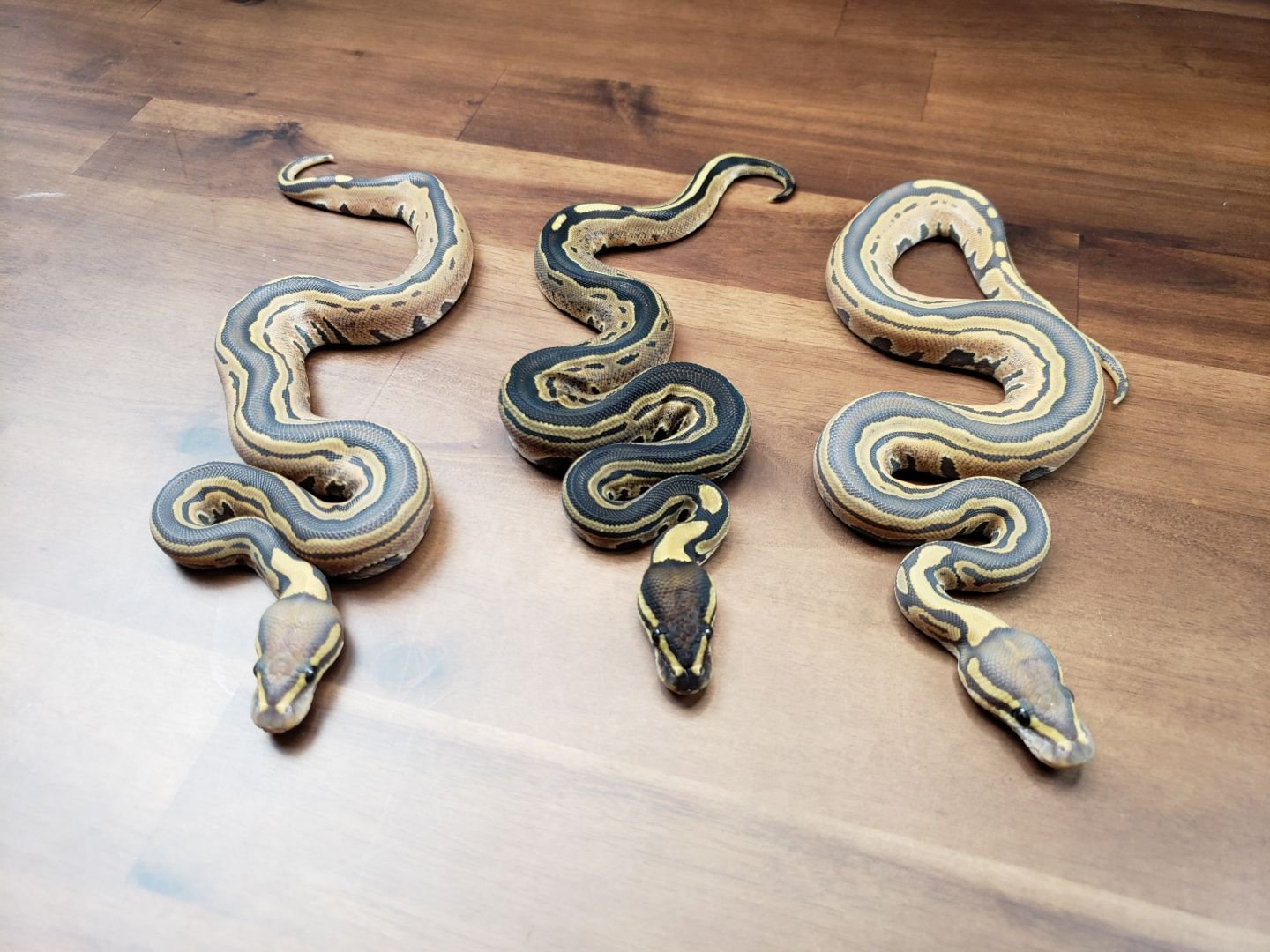 Ball Python Breeding, ball python, ball pythons, snake, snakes, snake breeding, ball python breeder, premium ball python breeder, ball python sales, buy ball pythons