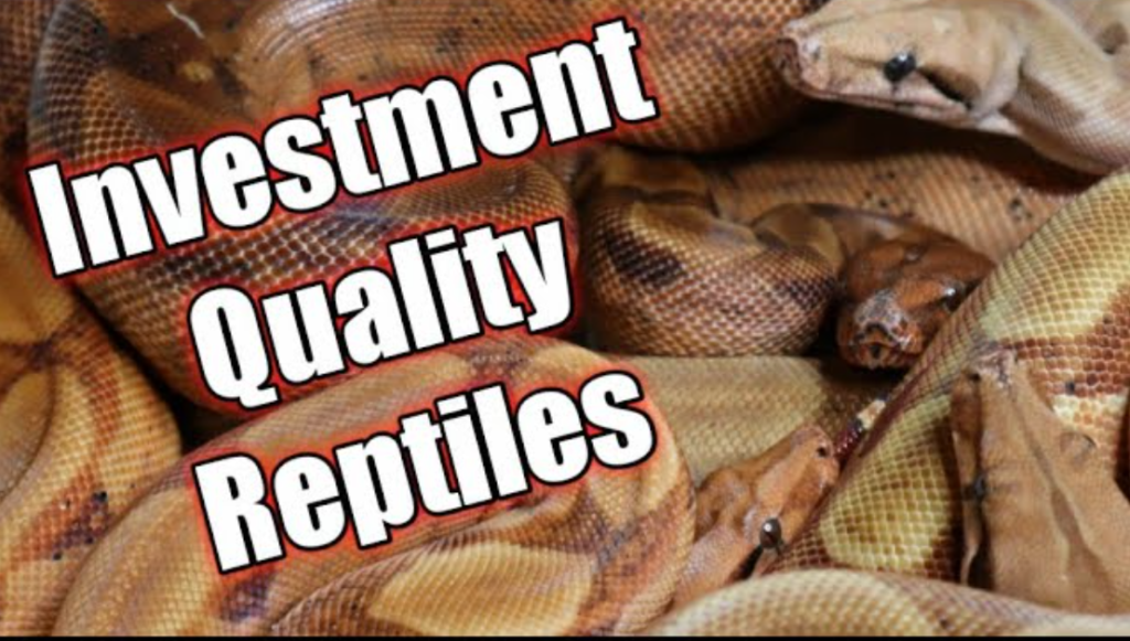 Breeding and Investing in Reptiles and Snakes, reptile investing, snake investing, breeding, investing