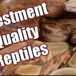 Breeding and Investing in Reptiles and Snakes, reptile investing, snake investing, breeding, investing