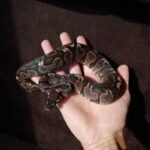 ball python