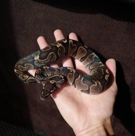 ball python